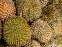 Video: Kok Bisa Vietnam Jadi Raja Durian Baru?