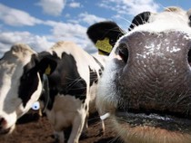Denmark Kenakan Pajak Sendawa Sapi Demi Selamatkan Bumi