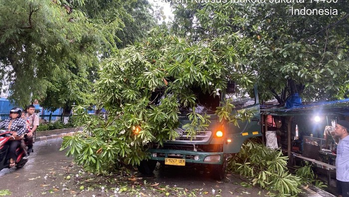 Insiden pohon tumbang dua kali terjadi di Jakarta Utara (Jakut). Pohon tersebut tumbang akibat tersangkut truk kontainer dan mobil proyek. (dok Damkar Jakut)