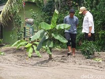 Protes Jalur Dukuhseti-Tayu Rusak, Warga Pati Tanam Pisang di Tengah Jalan