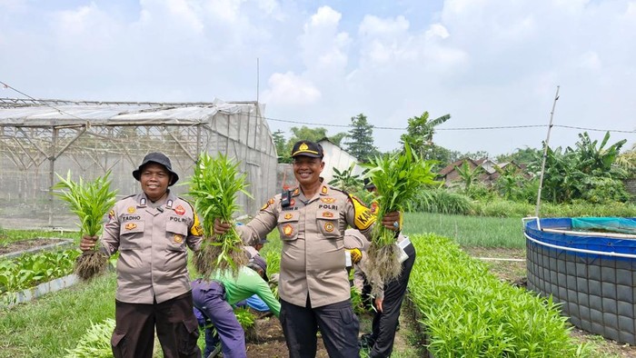 Kapolsek Balongbendo panen kangkung bersama warga