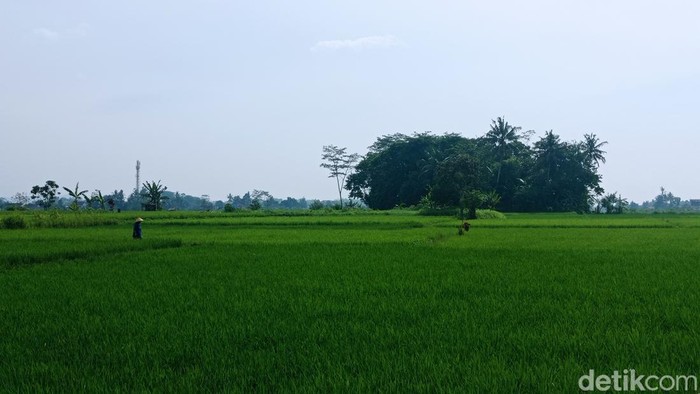 Kawasan pesawahan di Kecamatan Purbaratu Kota Tasikmalaya.
