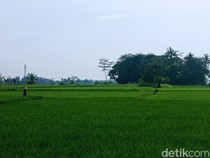 Cerita Petani Tua Tasik dalam Bayang-bayang Kekhawatiran