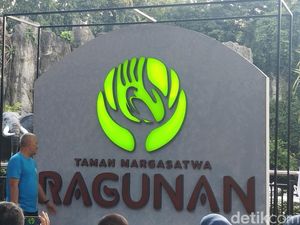 7 Hal Diketahui Wisata Ragunan Akan Dibuka Malam Hari