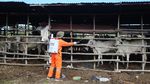 Mengintip Vaksinasi Sapi untuk Pencegahan PMK