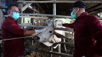 Dokter hewan menyuntikkan vaksin kepada ternak sapi milik warga di Desa Tibang, Kecamatan Syiah Kuala, Banda Aceh, Aceh, Rabu (8/1/2025).