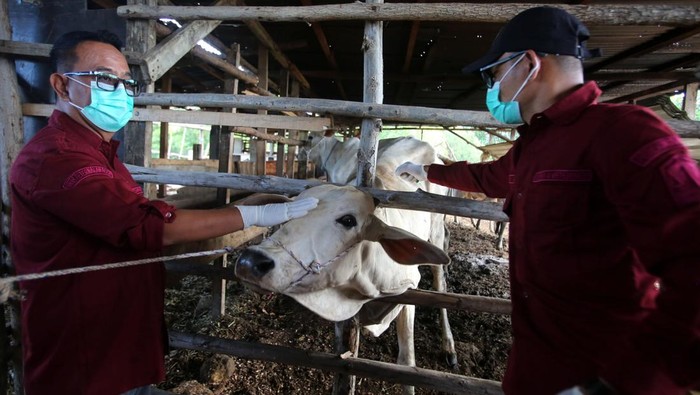 Dokter hewan mempersiapkan vaksin untuk disuntikkan kepada ternak sapi milik warga di Desa Tibang, Kecamatan Syiah Kuala, Banda Aceh, Aceh, Rabu (8/1/2025). Kementerian Pertanian (Kementan) menyiapkan sebanyak empat juta vaksin dengan total anggaran Rp100 miliar yang kemudian disebarkan ke seluruh provinsi di Indonesia untuk menangani dan pencegahan penyakit mulut dan kuku (PMK) pada ternak sapi yang diberikan gratis. ANTARA FOTO/Ampelsa/rwa.
