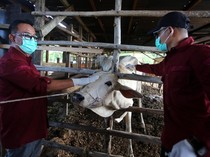 Mengintip Vaksinasi Sapi untuk Pencegahan PMK