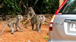 Monyet Serbu Kawasan PIK Karena Sering Diberi Makan