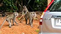 Kawanan monyet itu tampak bergerombol di Jalan Pantai Indah Utara 2, kompleks Mediterania Boulevard, dan Gereja Regina Caeli yang berbatasan langsung dari Suaka Margasatwa.  