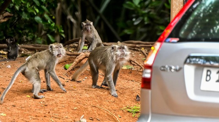 Sejumlah monyet ekor panjang (Macaca fascicularis) saling berebut makanan di pinggir jalan Pantai Indah Kapuk, Jakarta, Selasa (7/1/2025). Menurut keterangan warga sekitar, monyet tersebut keluar dari kawasan margasatwa karena para pengendara yang melintas sering kali memberikan makanan meskipun hal tersebut sudah dilarang. ANTARA FOTO/Rivan Awal Lingga/nz