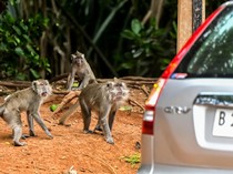 Monyet Serbu Kawasan PIK Karena Sering Diberi Makan