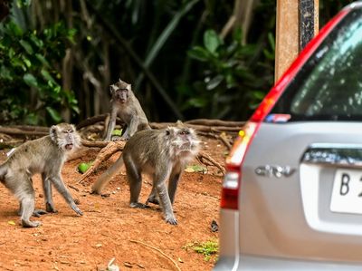 Monyet Serbu Kawasan PIK Karena Sering Diberi Makan