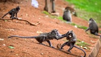 Sejumlah monyet ekor panjang (Macaca fascicularis) berebut makanan yang diberikan pengendara di pinggir jalan Pantai Indah Kapuk, Jakarta, Selasa (7/1/2025).   