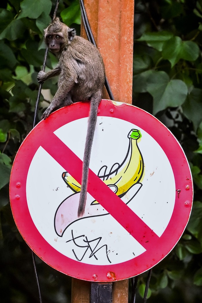 Monyet Serbu Kawasan PIK Imbas Sering Diberi Makan Sejumlah monyet ekor panjang (Macaca fascicularis) saling berebut makanan di pinggir jalan Pantai Indah Kapuk, Jakarta, Selasa (7/1/2025). Menurut keterangan warga sekitar, monyet tersebut keluar dari kawasan margasatwa karena para pengendara yang melintas sering kali memberikan makanan meskipun hal tersebut sudah dilarang. ANTARA FOTO/Rivan Awal Lingga/nz