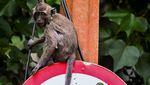 Monyet Serbu Kawasan PIK Karena Sering Diberi Makan