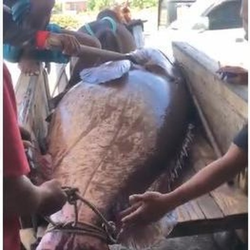 Nelayan di Bima berhasil menangkap ikan kerapu raksasa sebesat 164 kg, Rabu (8/1/2025).