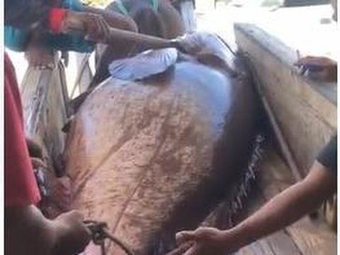 Nelayan di Bima berhasil menangkap ikan kerapu raksasa sebesat 164 kg, Rabu (8/1/2025).