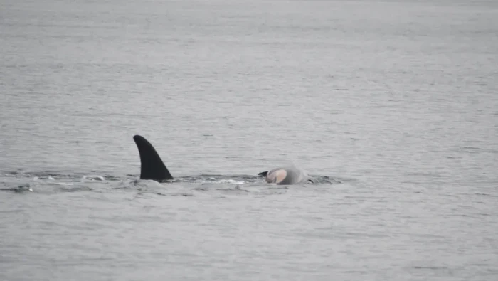 Orca menggendong anak yang mati
