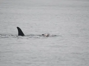 Momen Duka Induk Paus Orca Gendong Bangkai Anak