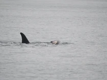 Kedua Kalinya, Paus Orca Gendong Anak yang Sudah Mati