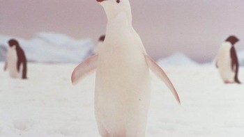 Pinguin. Foto: imgur