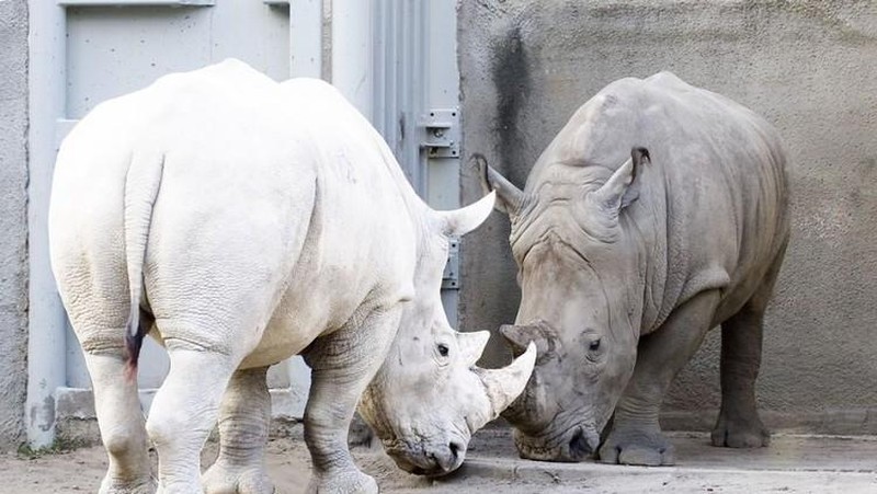 Penampakan Hewan Albino Langka Bikin Terpesona
