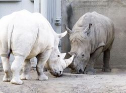 Penampakan Hewan Albino Langka Bikin Terpesona