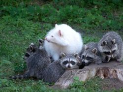 Penampakan Hewan Albino Langka Bikin Terpesona