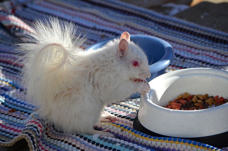 Penampakan Hewan Albino Langka Bikin Terpesona Penampakan Hewan Albino Langka Bikin Terpesona