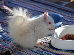 Penampakan Hewan Albino Langka Bikin Terpesona