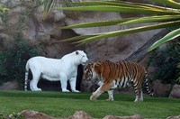 Penampakan Hewan Albino Langka Bikin Terpesona