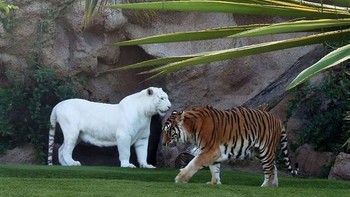 Harimau. Foto: imgur