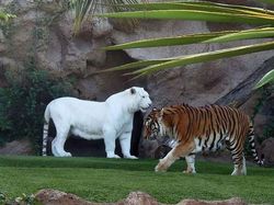 Penampakan Hewan Albino Langka Bikin Terpesona