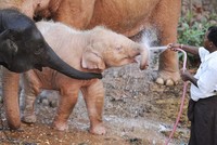 Penampakan Hewan Albino Langka Bikin Terpesona