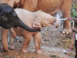 Penampakan Hewan Albino Langka Bikin Terpesona