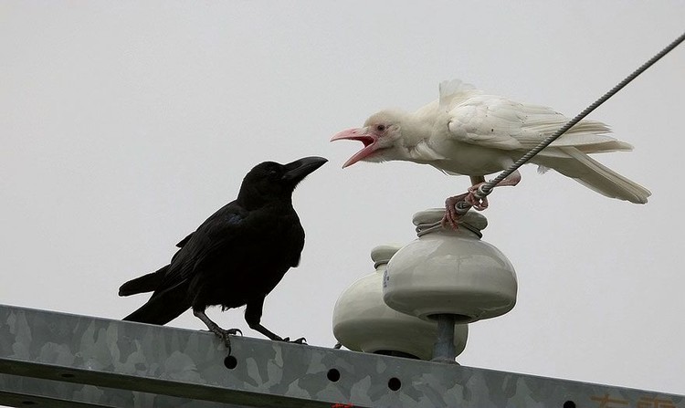 Penampakan Hewan Albino Langka Bikin Terpesona