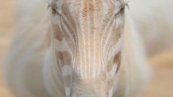 Zebra. Foto: imgur