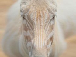 Penampakan Hewan Albino Langka Bikin Terpesona