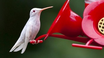 Burung Kolibri. Foto: imgur