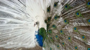 Burung merak. Foto: imgur