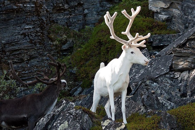 Penampakan Hewan Albino Langka Bikin Terpesona