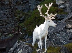 Penampakan Hewan Albino Langka Bikin Terpesona