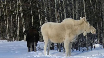 Rusa besar. Foto: imgur