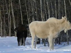 Penampakan Hewan Albino Langka Bikin Terpesona