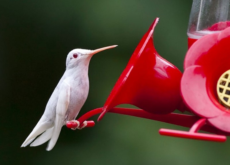 Penampakan Hewan Albino Langka Bikin Terpesona