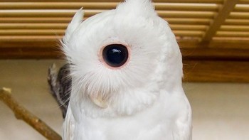 Burung hantu. Foto: imgur