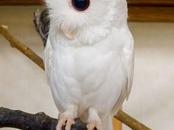 Penampakan Hewan Albino Langka Bikin Terpesona