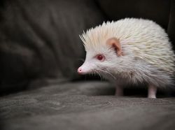 Penampakan Hewan Albino Langka Bikin Terpesona