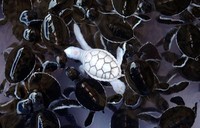 Penampakan Hewan Albino Langka Bikin Terpesona